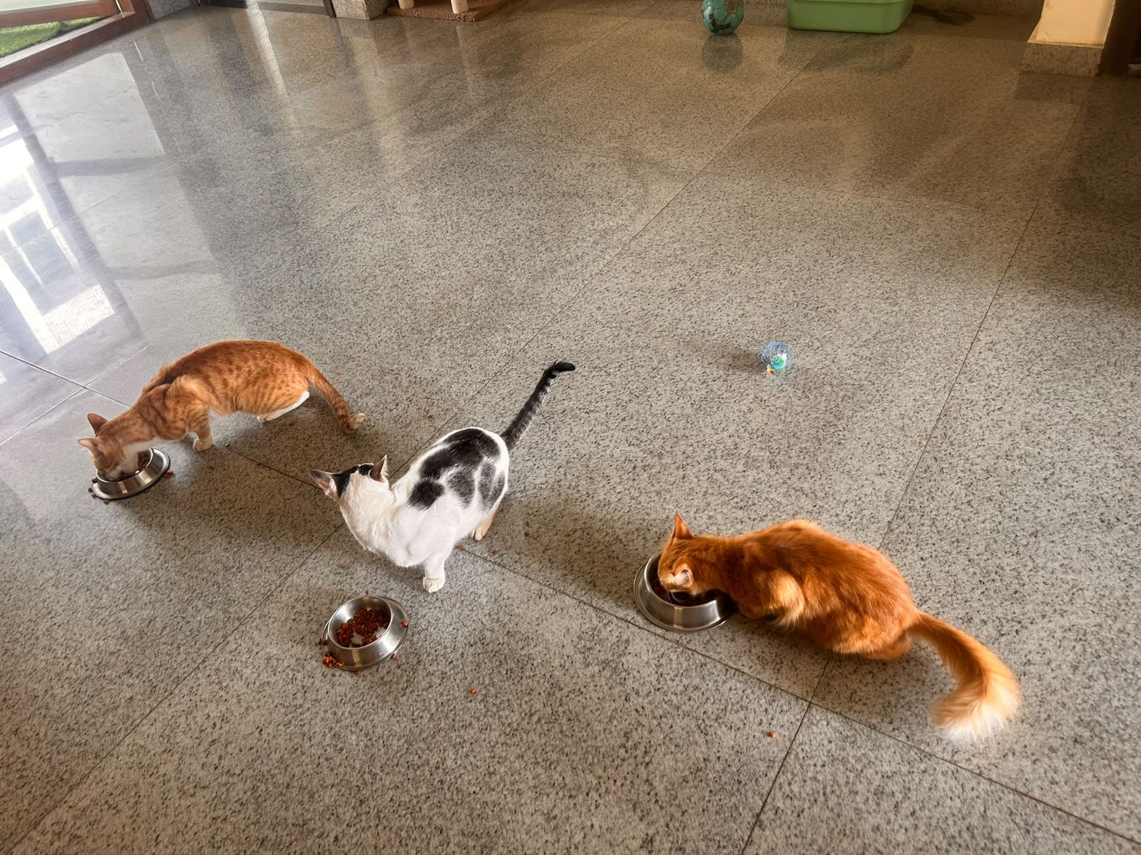 Cats eating calmly in a bright, spacious hall