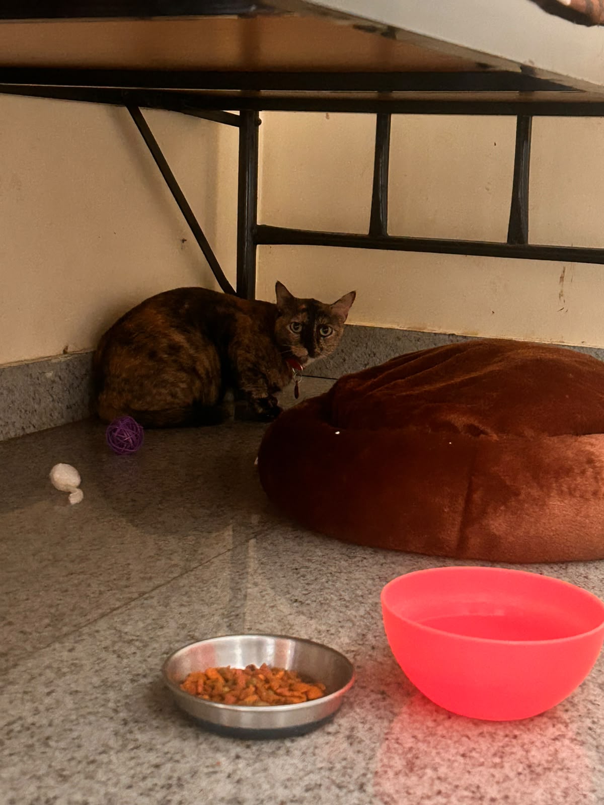 Shy cat resting in her own quiet corner with food and water nearby