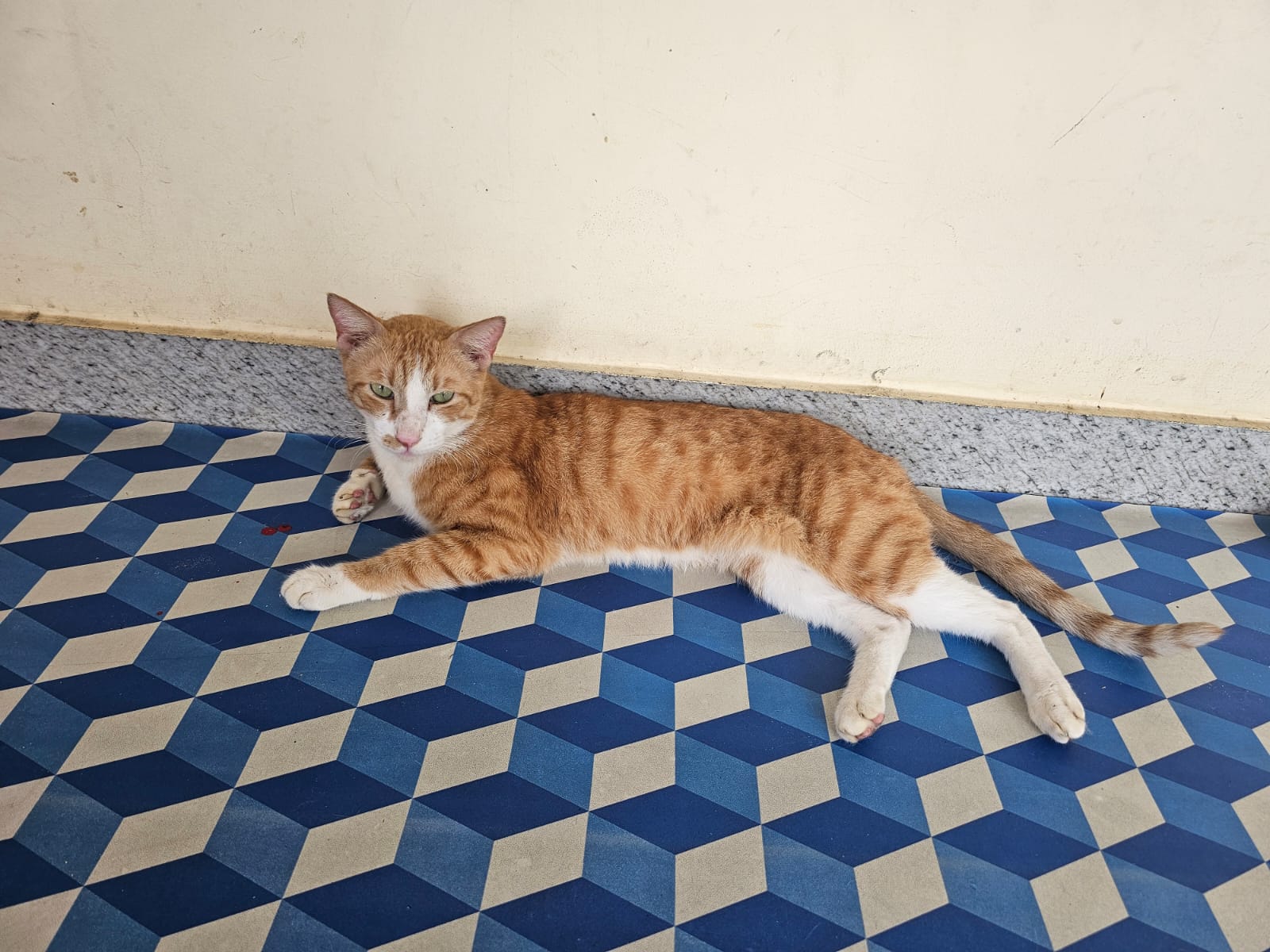 Orange and white cat stretched out relaxing on the tiled floor
