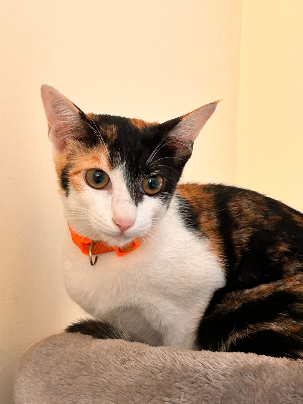 Calico cat with an orange collar resting on a cat tree