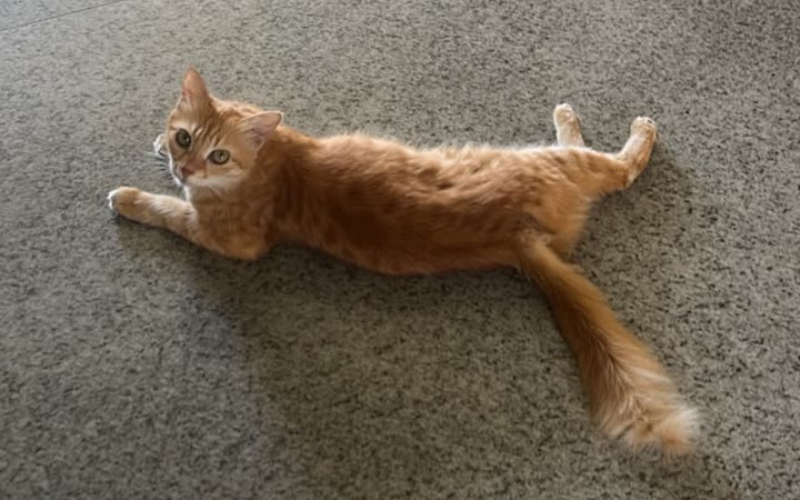 Ginger cat stretched out on the floor