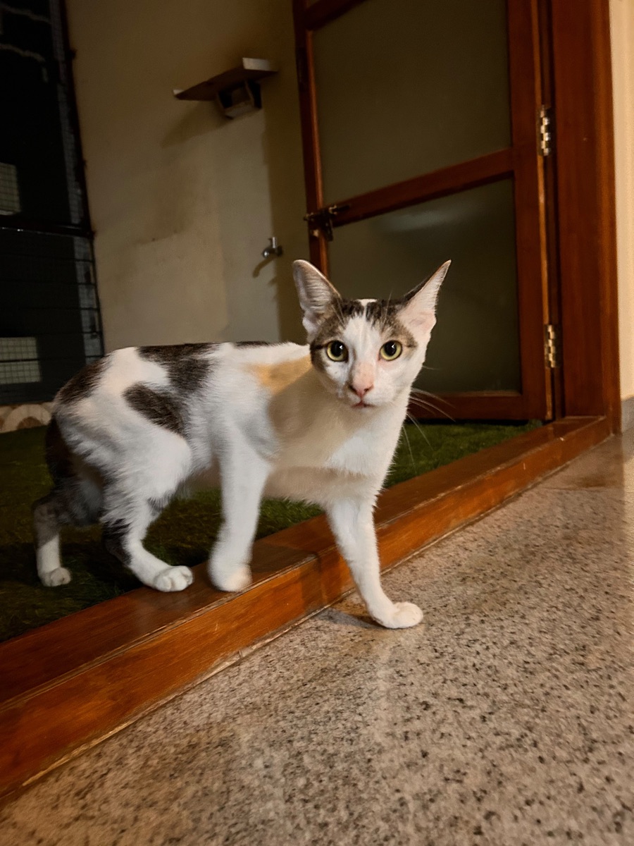 White cat with grey patches standing in a doorway