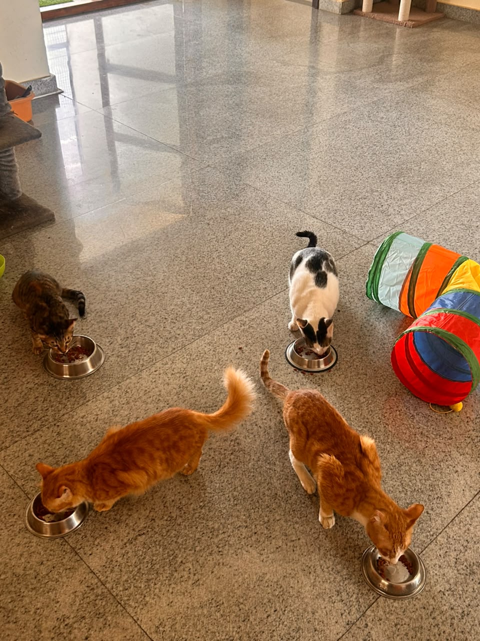 Four cats each eating from their own steel bowl