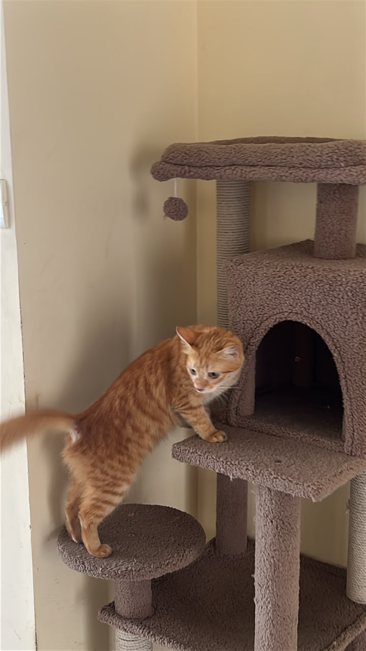 Orange cat climbing a cat tree