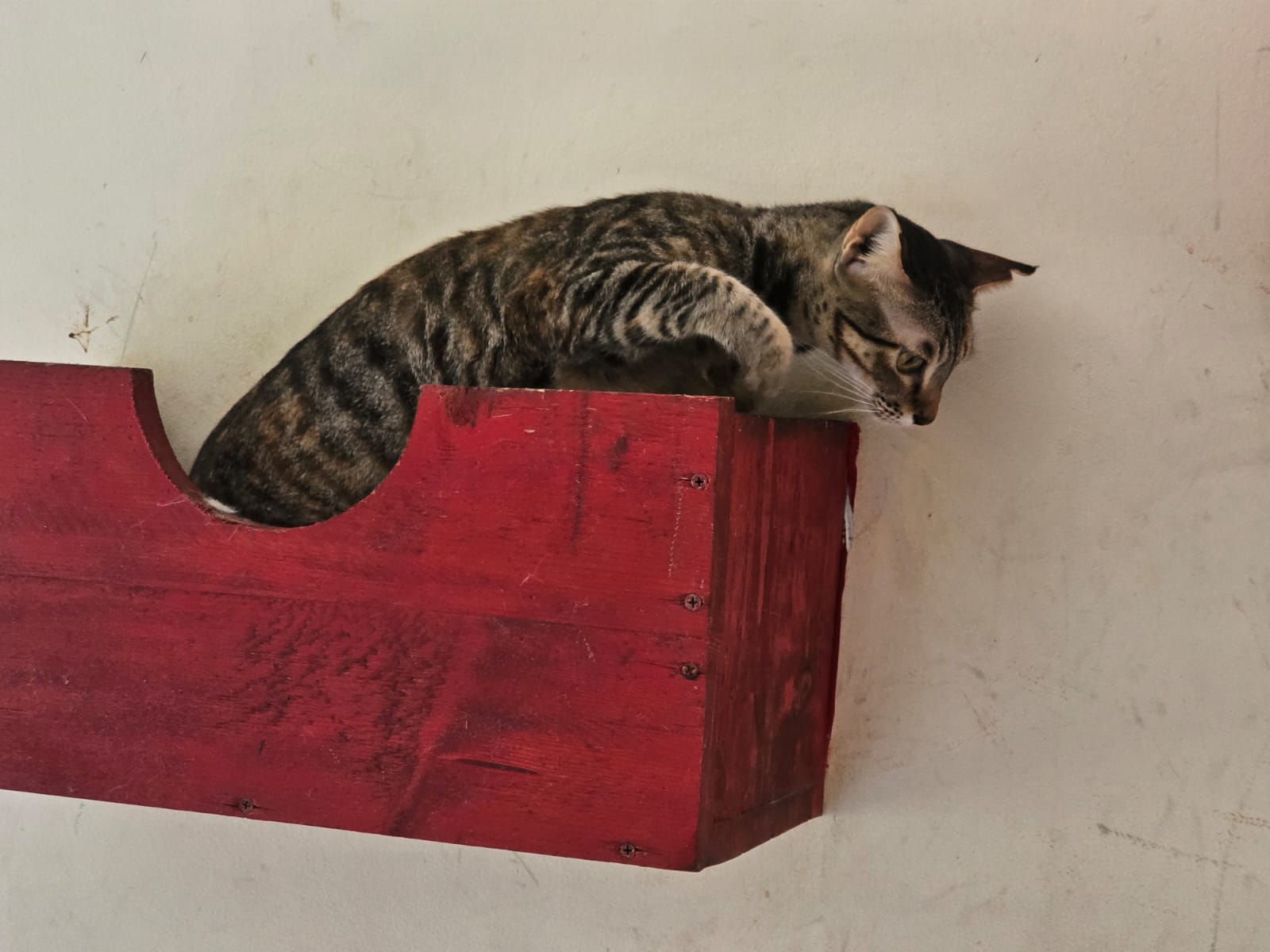 Tabby cat curled up inside a cosy wall-mounted box