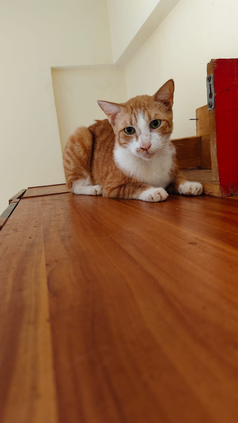 Ginger and white cat relaxing on a wooden floor