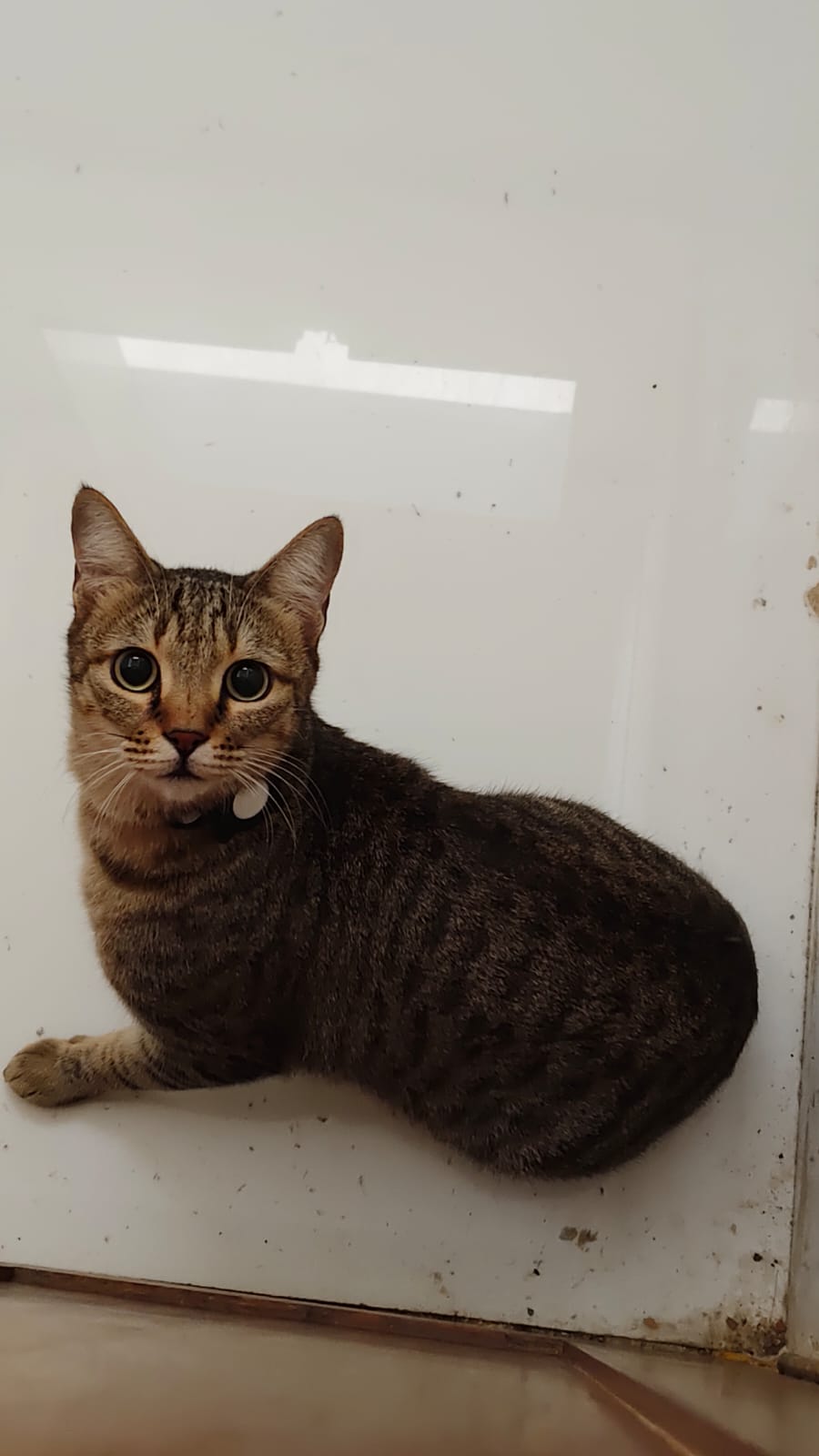 Tabby cat lounging comfortably on the floor