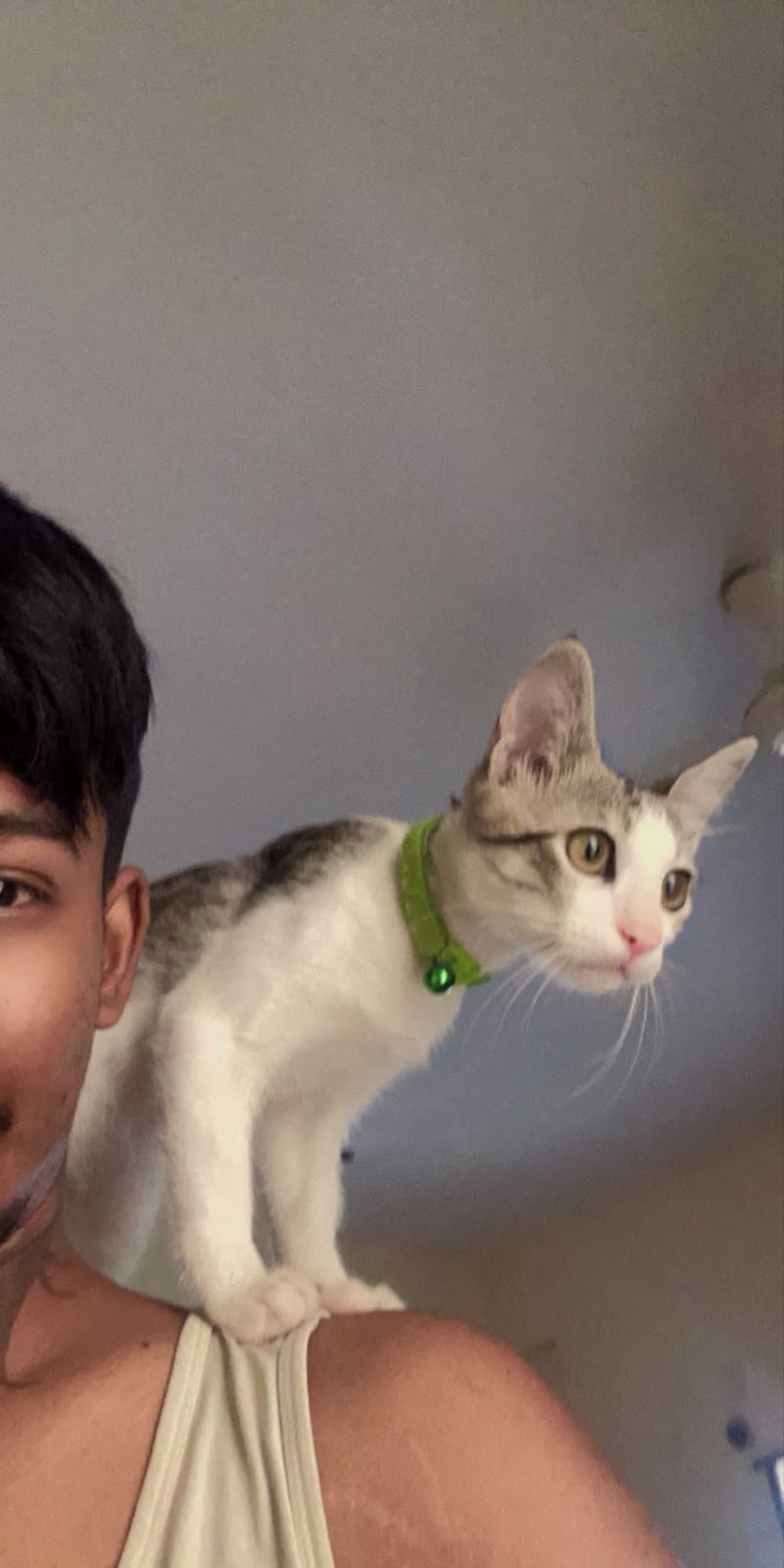Grey and white kitten perched happily on a shoulder