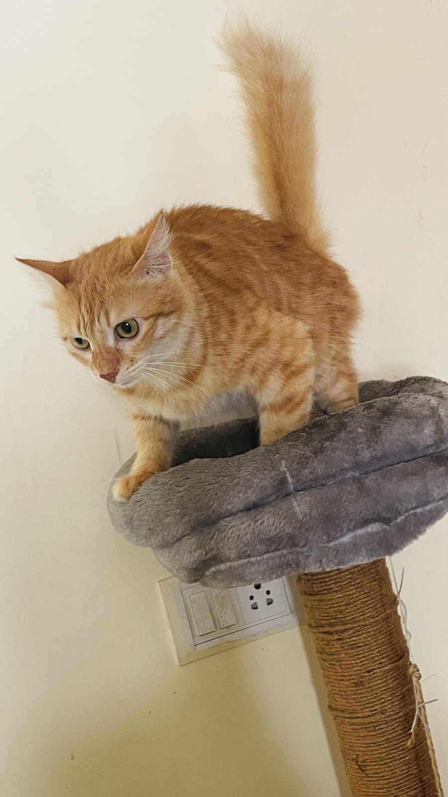 Fluffy ginger cat exploring a high perch
