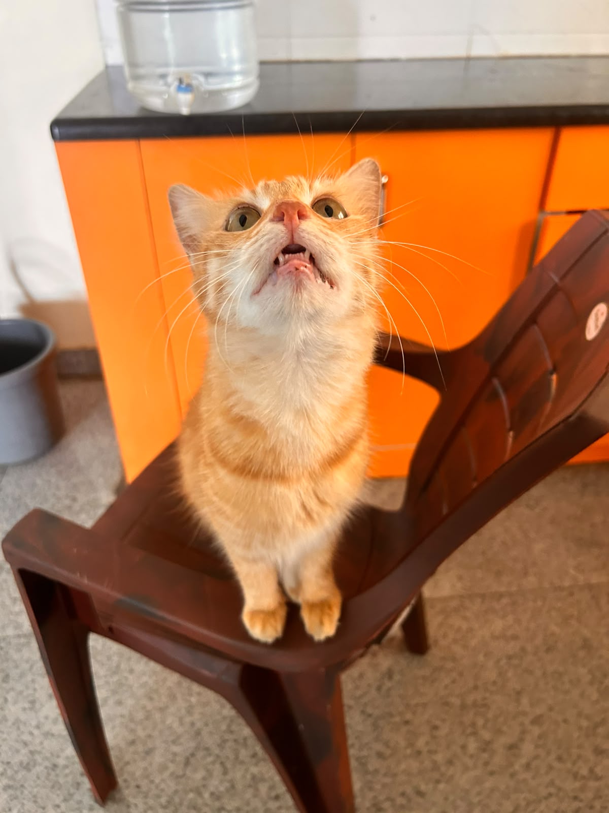 Amber-eyed ginger cat sitting up on a chair