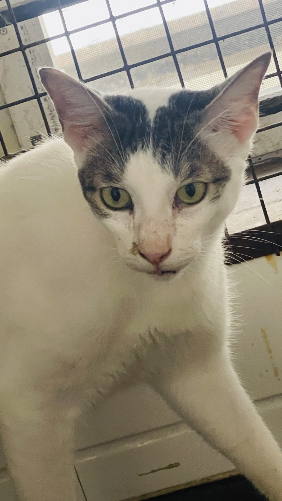 Black and white cat looking curiously at the camera