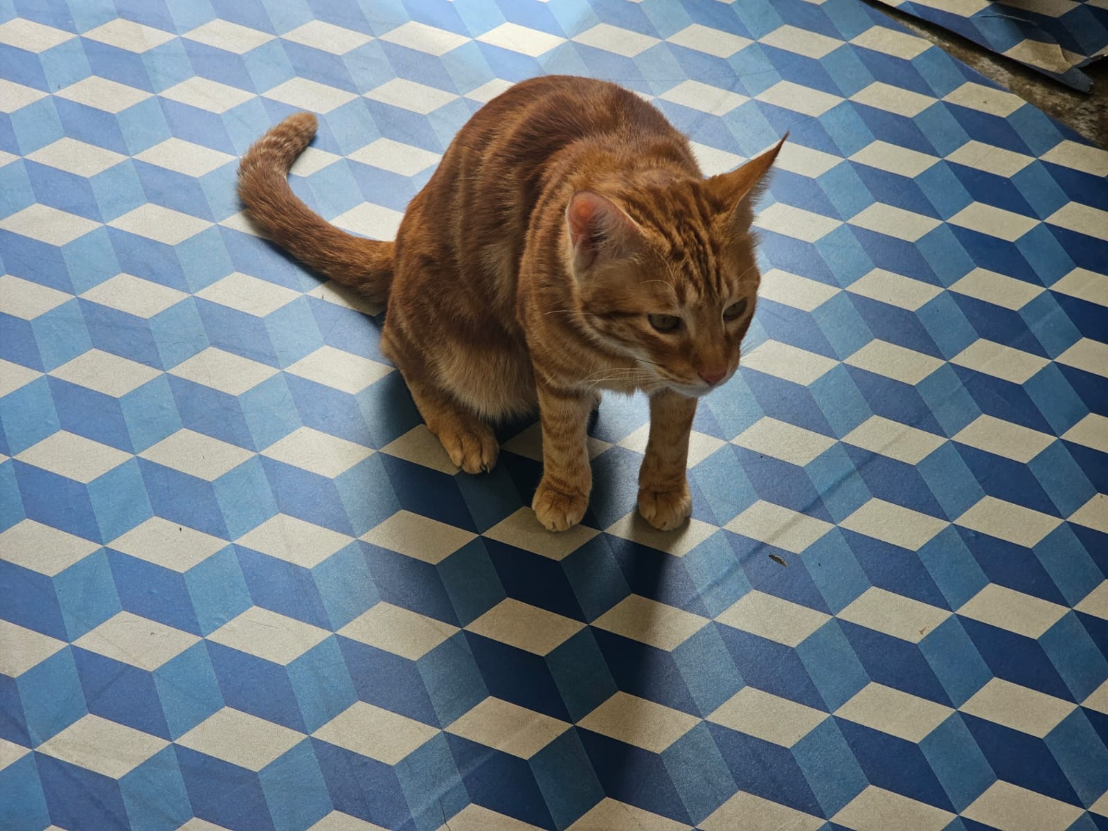 Ginger cat relaxing on the blue tiled floor
