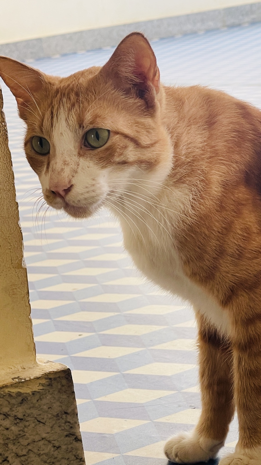 Orange tabby cat by the window