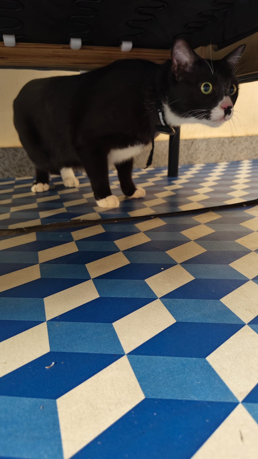 Black and white tuxedo cat exploring the tiled floor