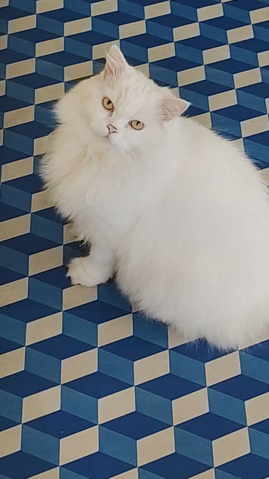 Fluffy white Persian cat