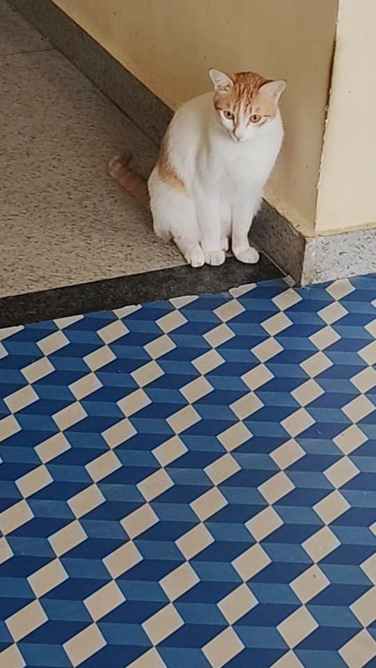 Cream and ginger cat watching quietly from a corner