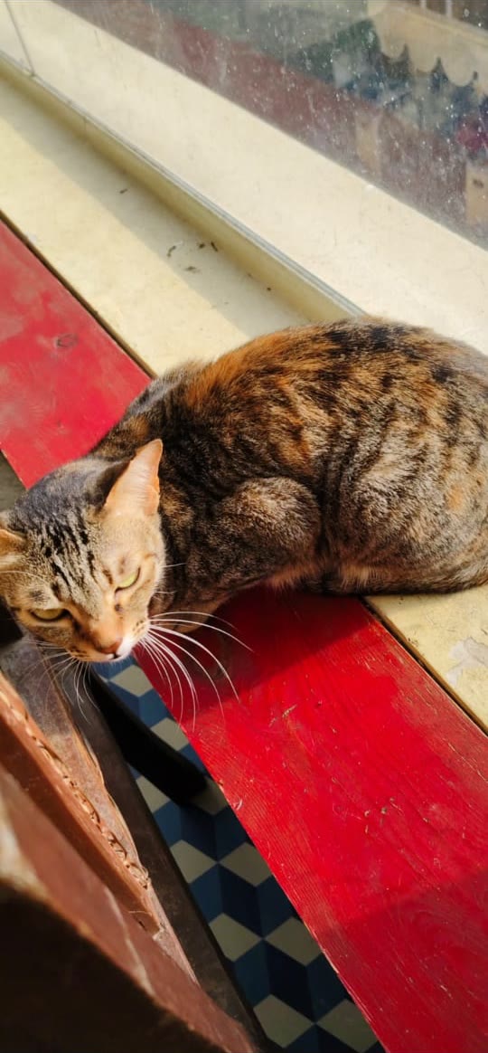 Tabby cat sunbathing on a warm step