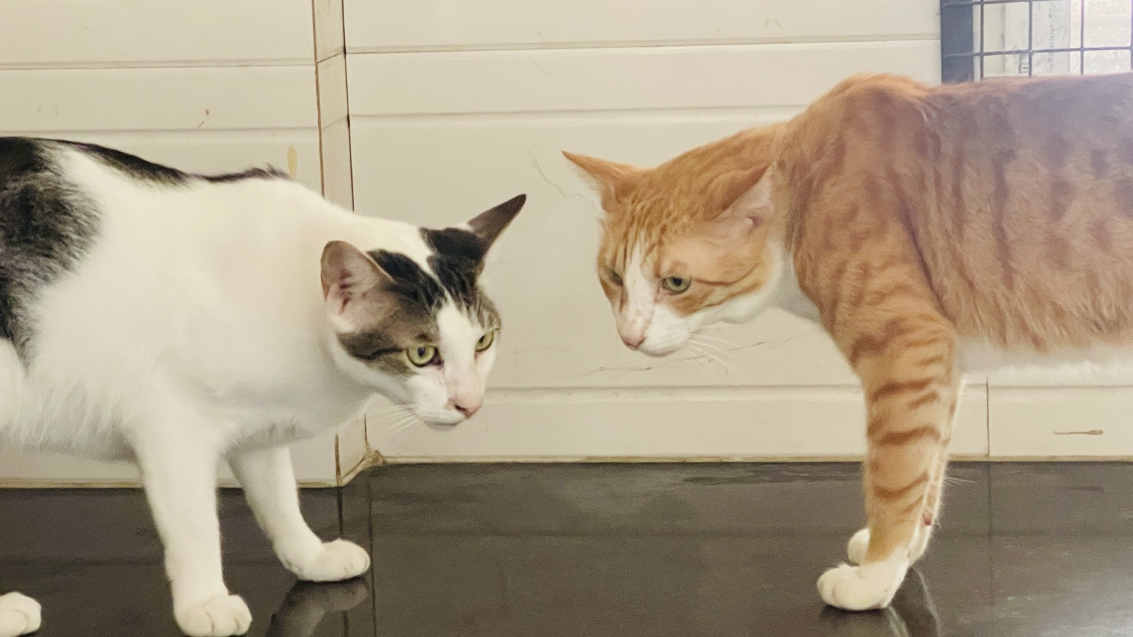 Two cats meeting each other carefully for the first time