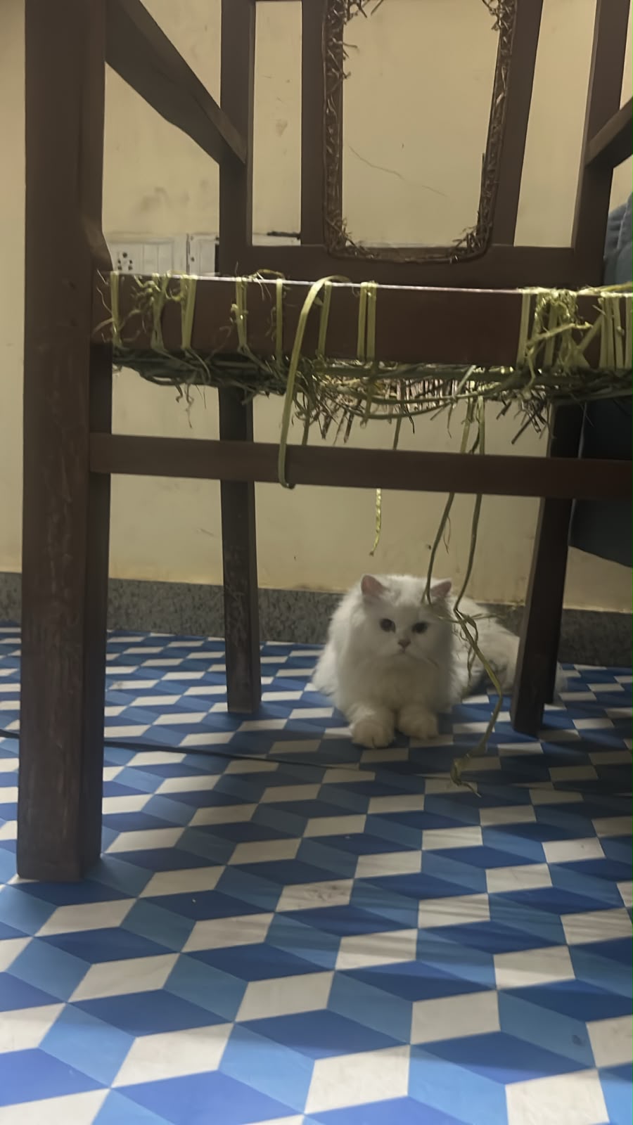 White Persian cat taking a quiet moment under a table