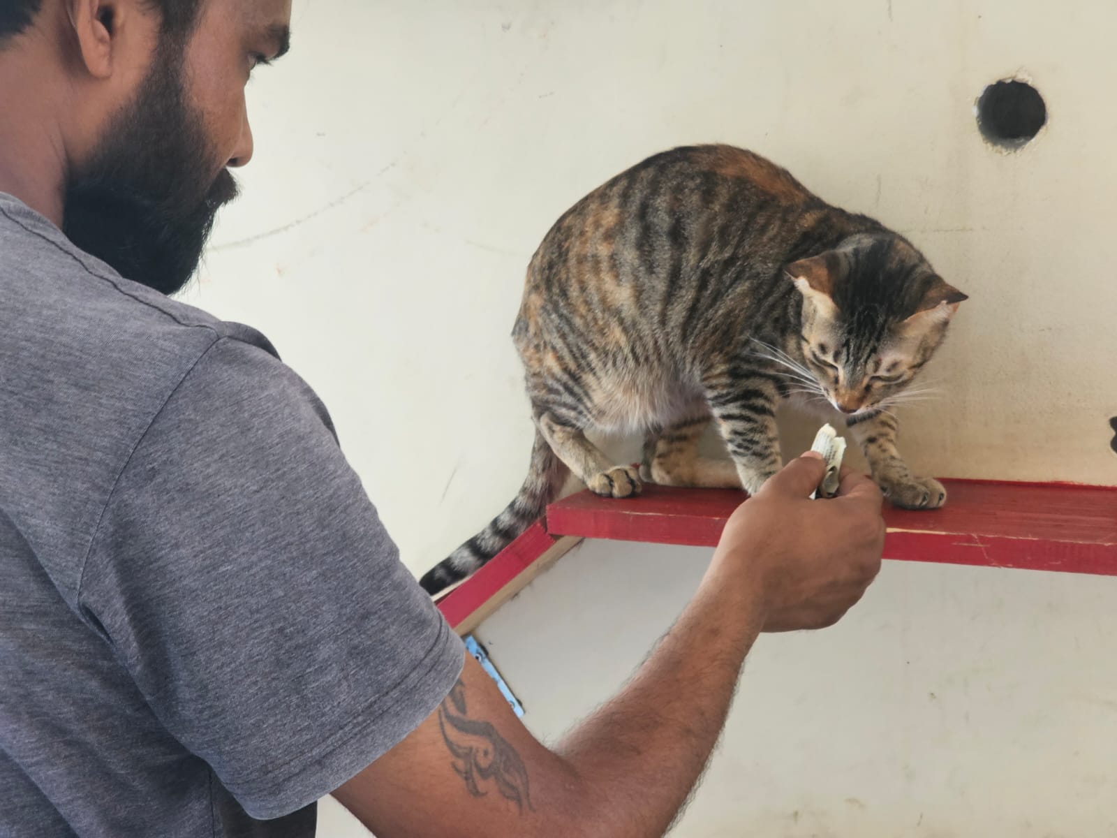 Caregiver patiently offering a treat to a tabby cat