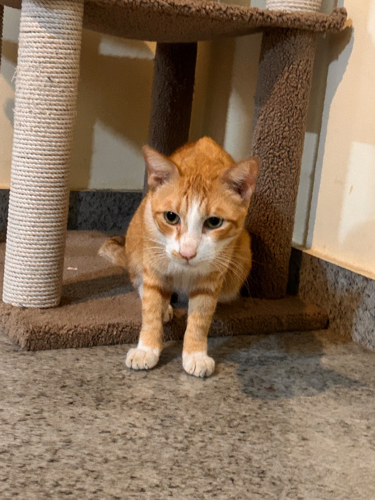 Ginger cat settling in beneath the cat tree