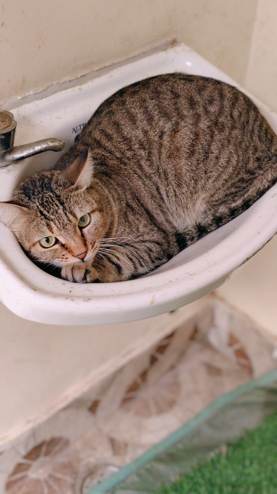 Tabby cat curled up in her favourite snug spot