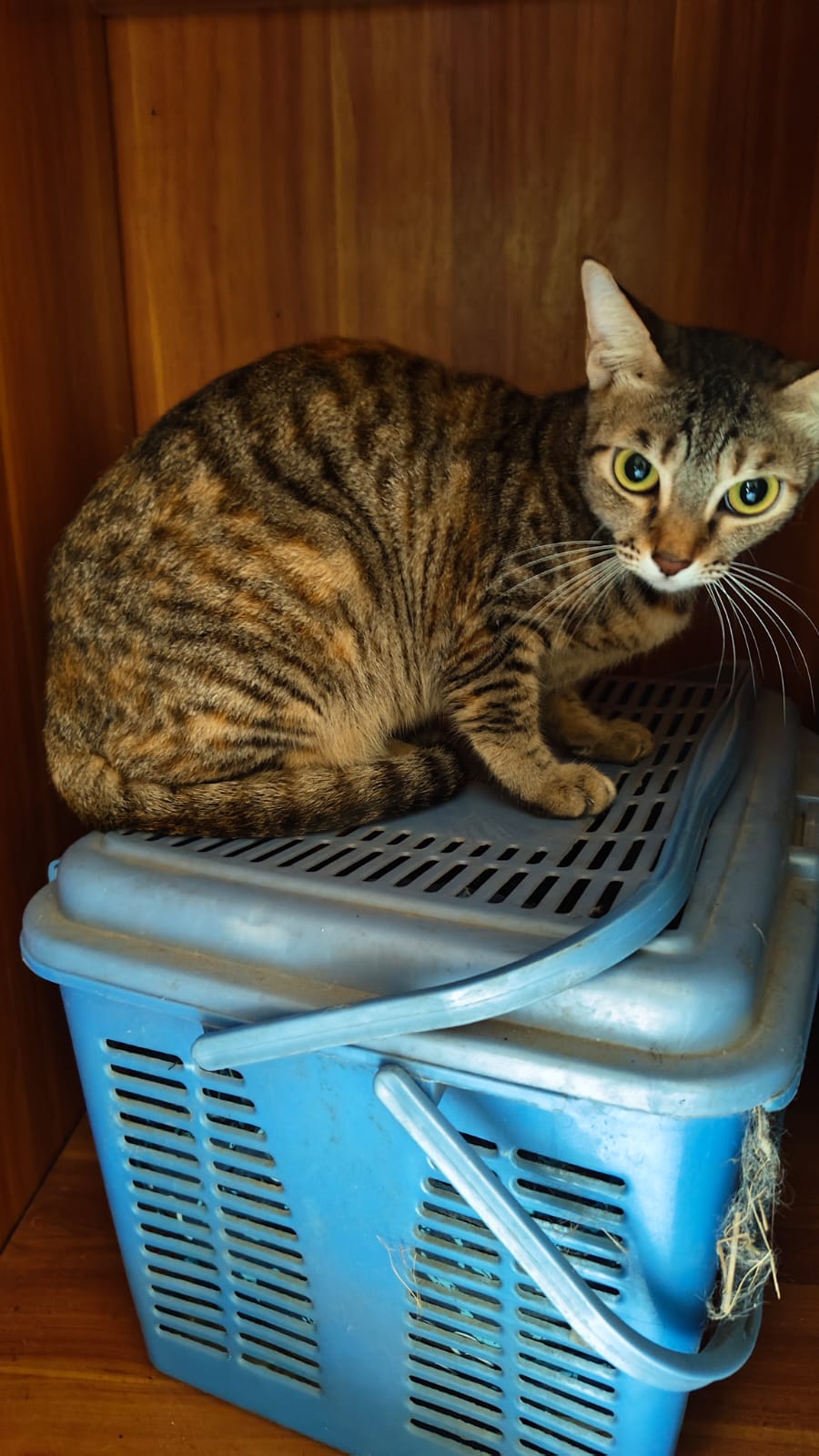 Tabby cat perched calmly on top of her carrier