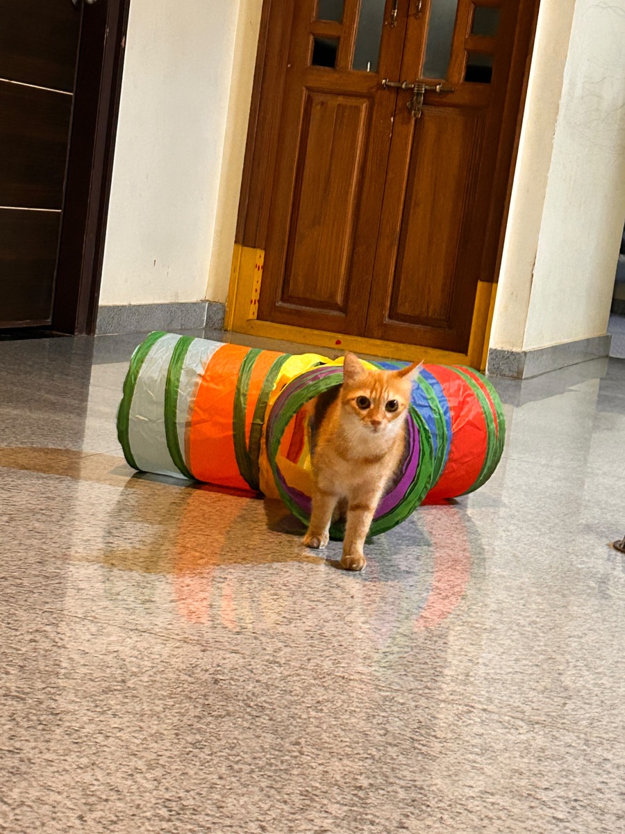 Ginger cat peeking out of a rainbow play tunnel