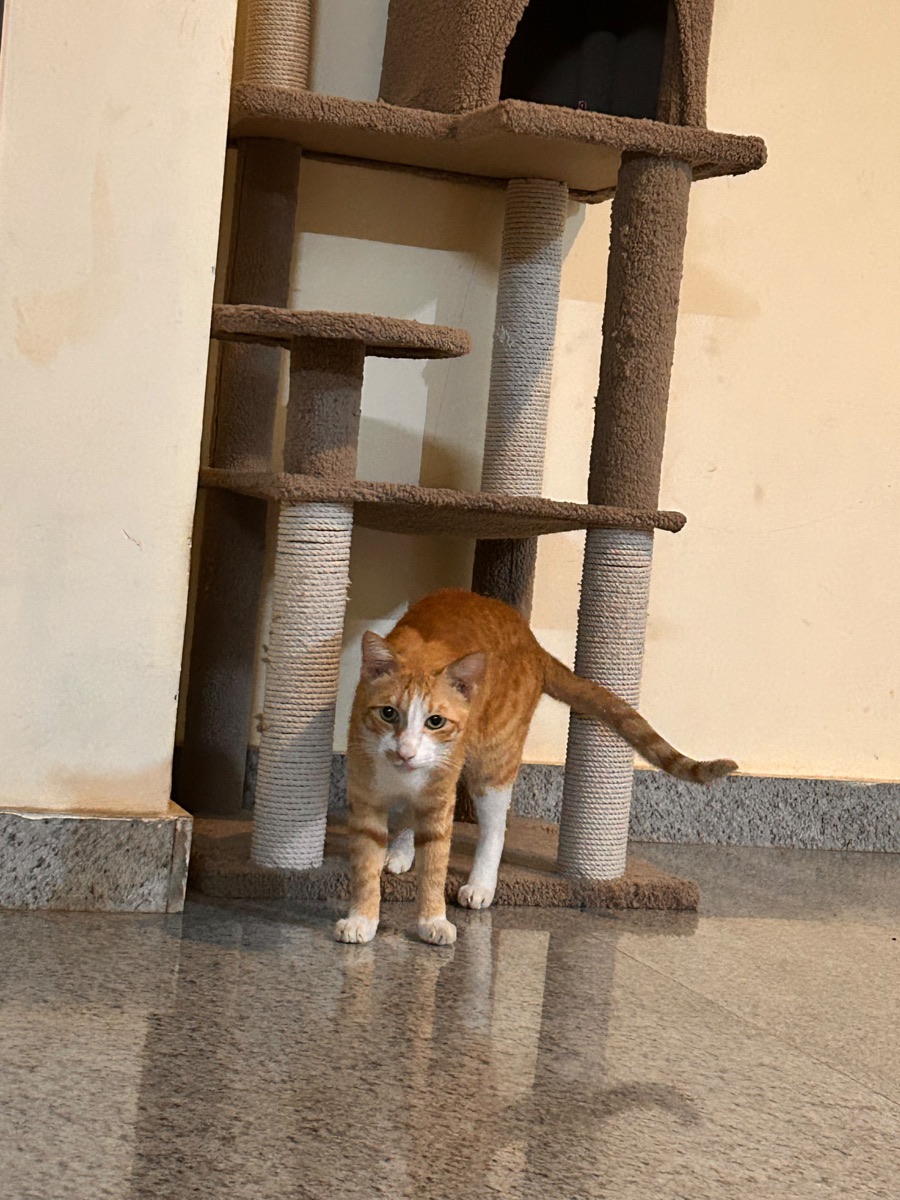 Ginger and white cat stepping out from under a tall cat tree