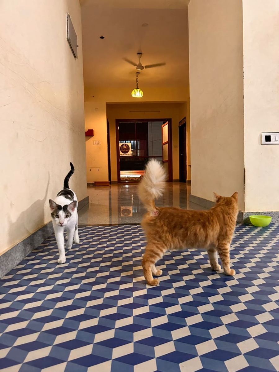 Two cats wandering down the bright hallway