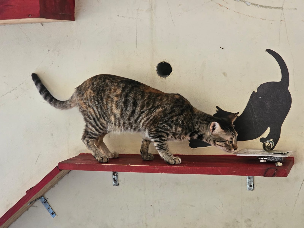 Tabby cat walking along a wall shelf
