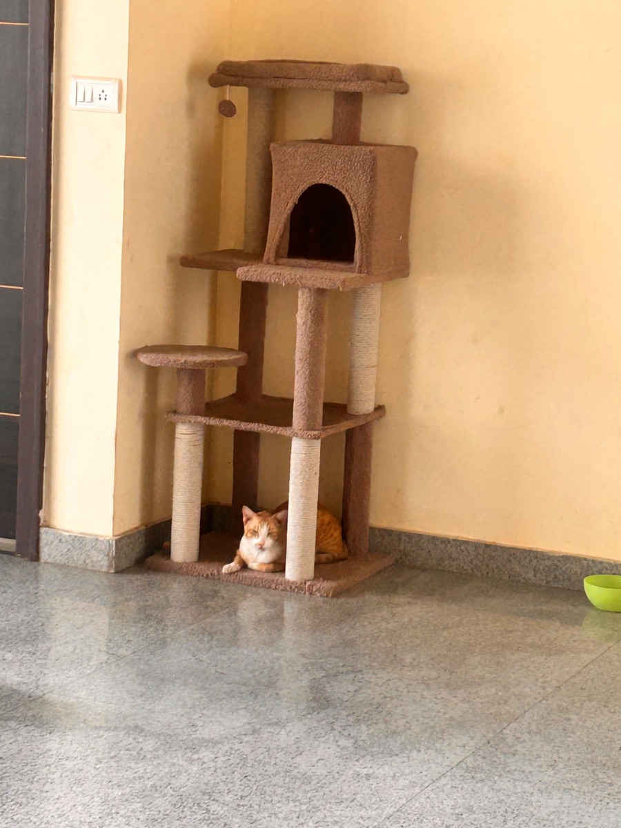 Kitten tucked into the base of a cat tree