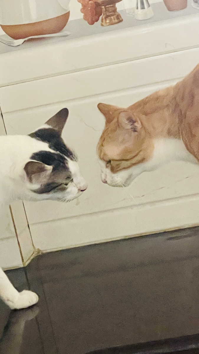 Two cats greeting each other nose to nose