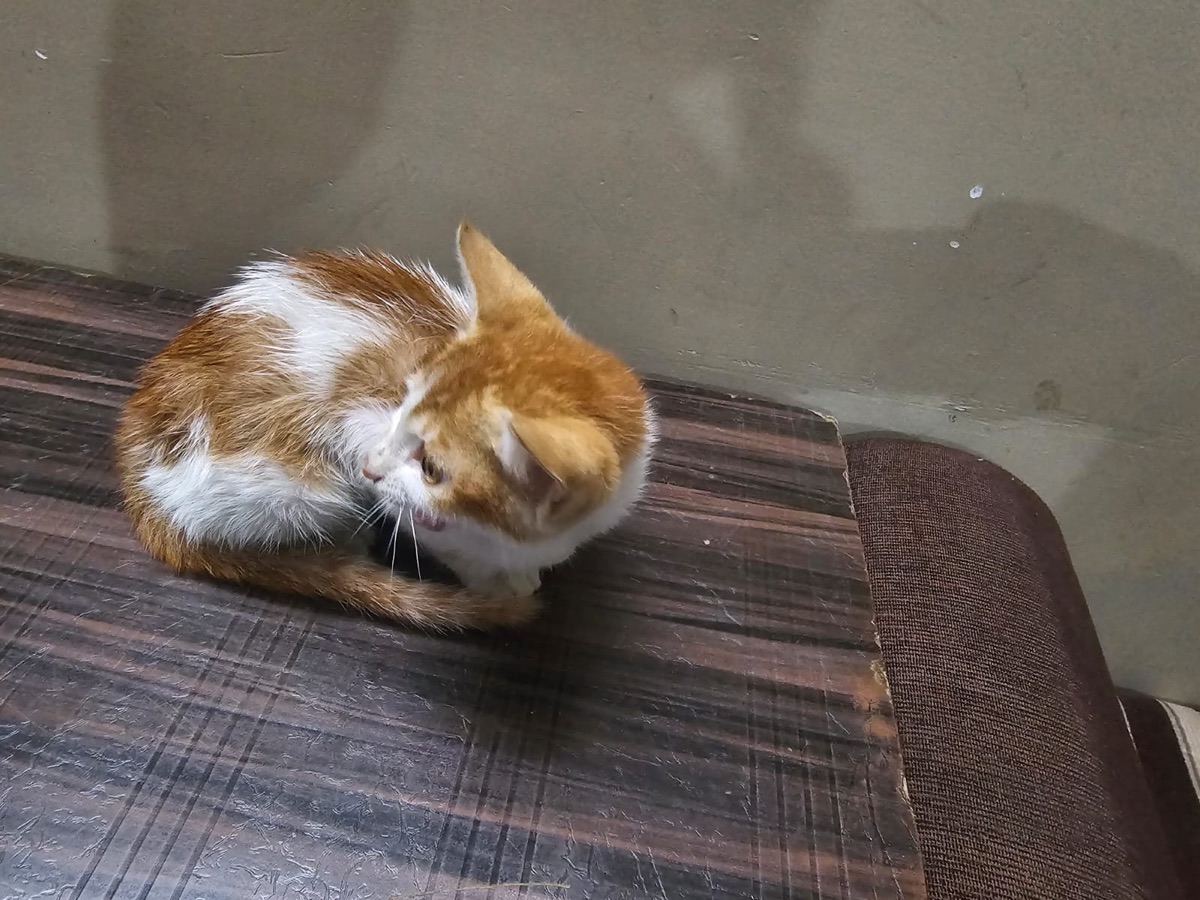 Ginger and white kitten curled up for a nap