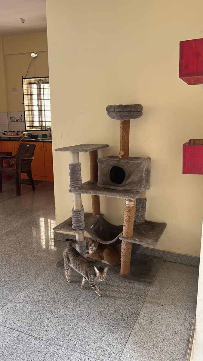 Two tabby kittens playing on a cat tree